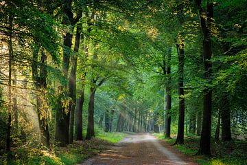 Forest avenue with sun through the woods on the Utrecht Hill Ridge by Sjaak den Breeje