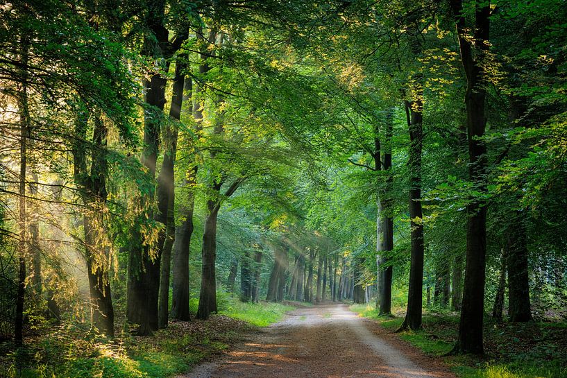 Forest avenue with sun through the woods on the Utrecht Hill Ridge by Sjaak den Breeje