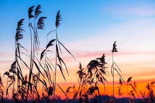 Rietkraag in de polder