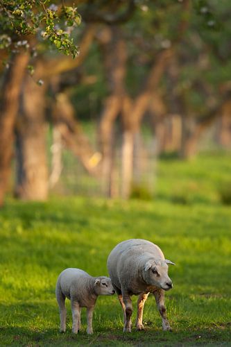 Genieten van de avondzon