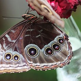 Blue morpho butterfly by Matthias Brix