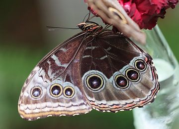 Blue morpho butterfly by Matthias Brix