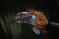 A View of the Black-casqued Hornbill