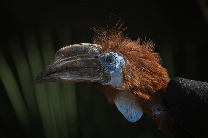 A View of the Black-casqued Hornbill by Triki Photography