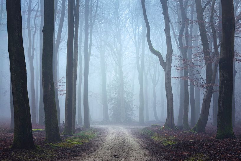 Mysteriöser Pfad von Roelie Steinmann