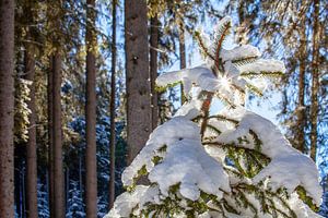 Ein kleiner Winter Fichtenbaum