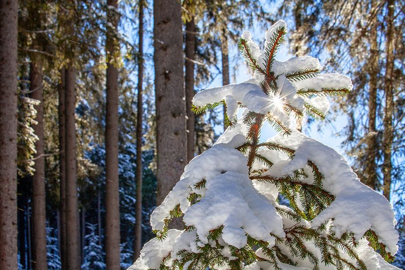 A small winter spruce tree by Christa Kramer