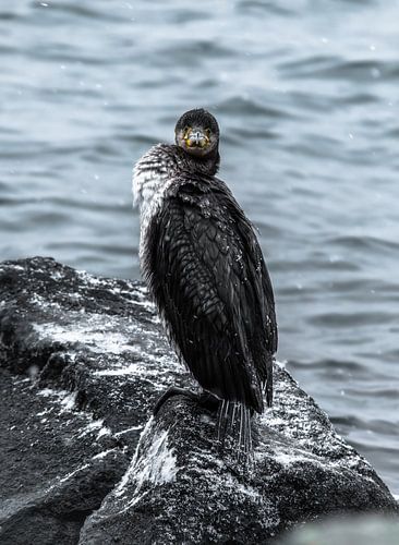 Freezing cormorant