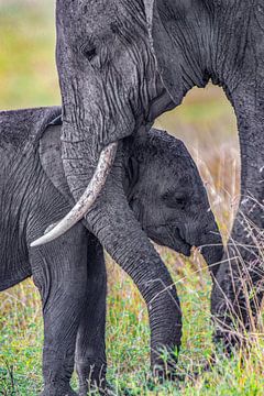 Afrikaanse olifanten van Peter Michel