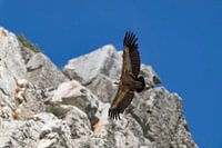 Talgeier schwebt über uns und macht eine Kurve durch die Felsen