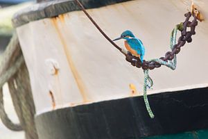 Birds | Common Kingfisher by a boat in the harbour of Enkhuizen sur Servan Ott