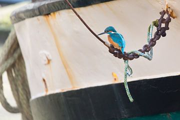 Vogels | IJsvogel bij een boot in de haven van Enkhuizen van Servan Ott