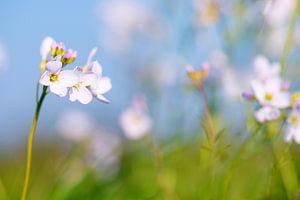 Kuckucksblumen