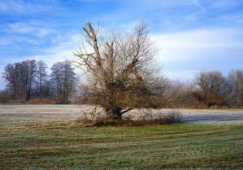 Winterlandschaft mit einem freistehender Baum von ManfredFotos
