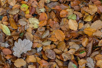 Herfst bladeren Speuderbos van Sander Groenendijk