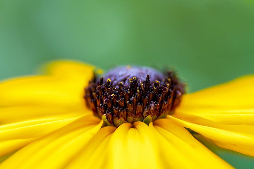 Rudbeckia by Monique van Helden