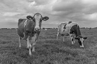 Curious cow black and white in the meadow