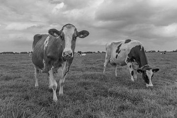 Nieuwsgierige koe zwartwit in de weide