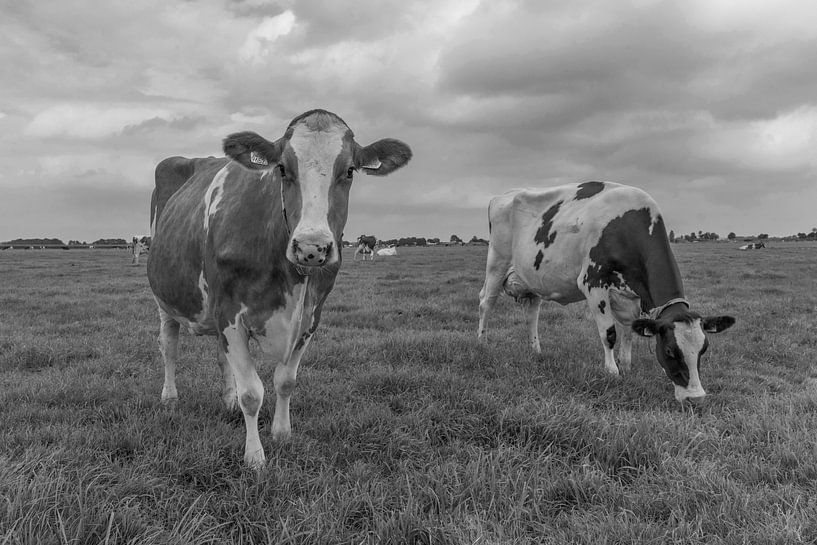 Curieuse vache noir et blanc dans la prairie par Yvonne van Driel