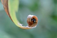 Sheltering ladybug