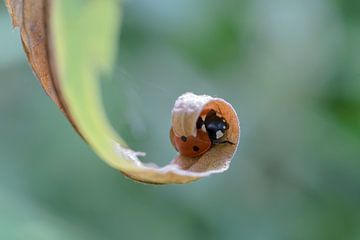 Sheltering ladybug by Yorrit v.d.Kaa