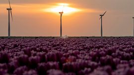 Purple tulips in the polder full of windmills on the horizon by Hans de Waay