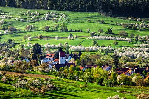 Kersenbloesems in de Eggenvallei