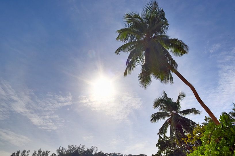 Palmiers tropicaux sur la plage au paradis aux Seychelles par MPfoto71