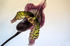 flower by Stefan Havadi-Nagy