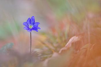 Spring beauty in autumn