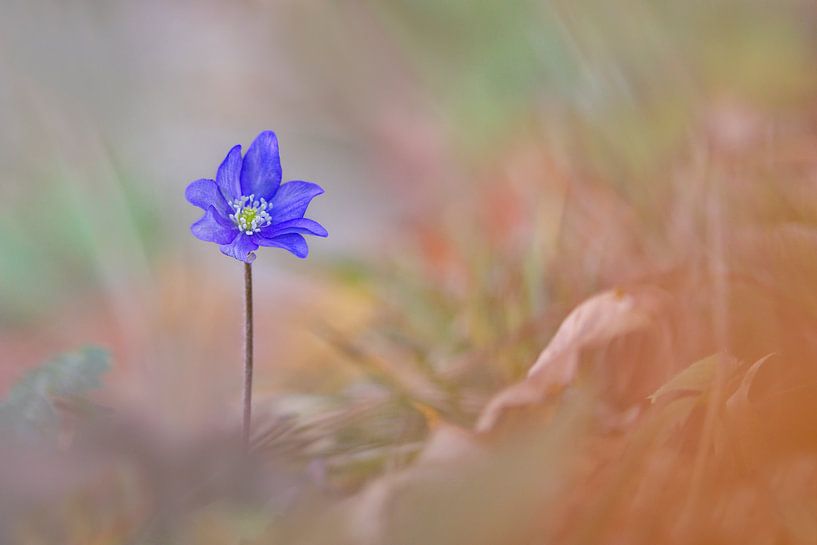 Spring beauty in autumn by Karin Berger