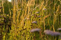 Gras en bloemen in de ochtendzon