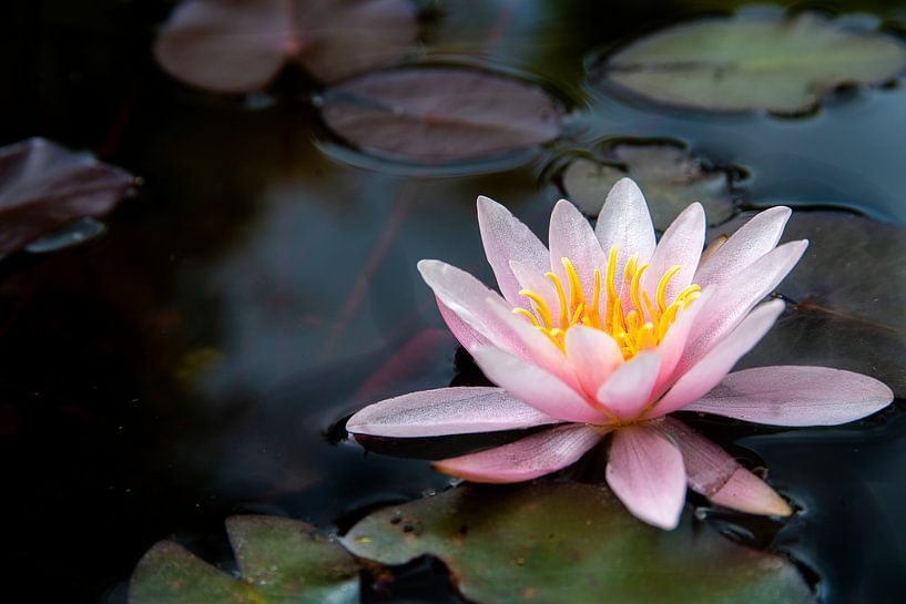 Seerose. von Maja Mars