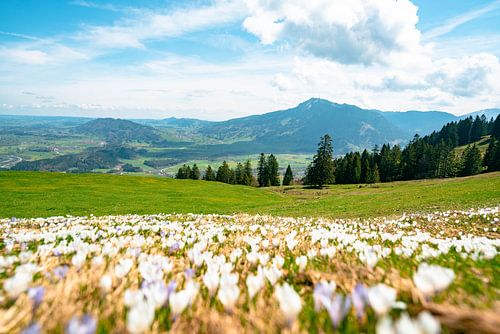 Krokusweide op de Mittagberg met uitzicht op de Oberallgäu en de Grüntenberg