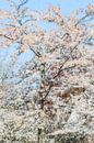 Lente bloesem (schilderij) van Art by Jeronimo thumbnail