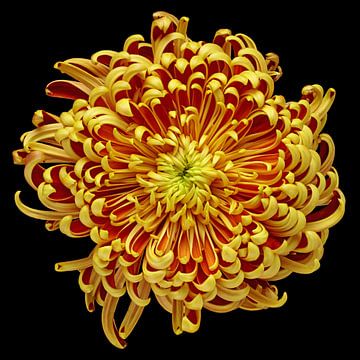 Chrysanthème sur Paul Heijmink
