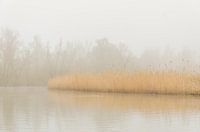 Schilfgürtel im Biesbosch