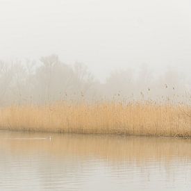 Reed belt in the Biesbosch by Wildfotografie NL