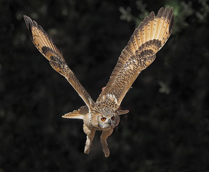 hibou grand-duc d'Europe par Loek Lobel