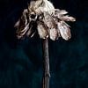 Nature Morte - Zonnebloem van Remke Spijkers
