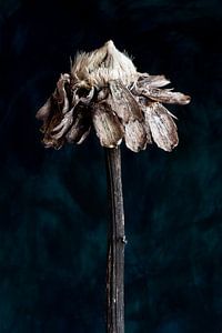 Nature Morte - Zonnebloem