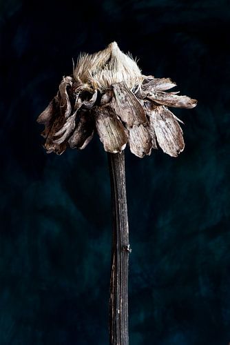 Nature Morte - Zonnebloem