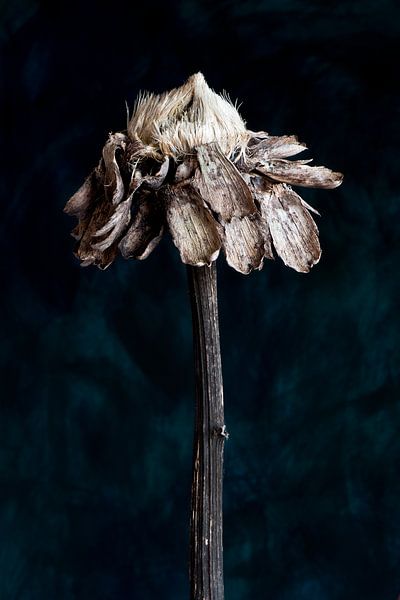 Nature Morte - Zonnebloem van Remke Spijkers
