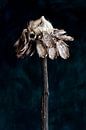 Nature Morte - Zonnebloem van Remke Spijkers thumbnail