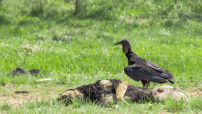 Gier, Zwarte Gier (Coragyps atratus) op een dode hond. van Jan Schneckenhaus