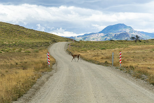 Kreuzung Guanako-Lama