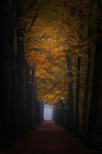 Whispering leaves. by Saskia Dingemans Awarded Photographer