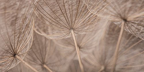 Panorama van pastelkleurige Morgenster