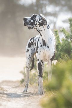Deense dog