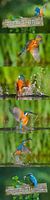 IJsvogel - Blauwe flits